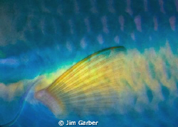 Parrot Pectoral Fin.  Bonaire by Jim Garber 